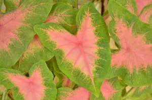Florissa 'Kathleen' Caladium (Angel Wings) - 1 Bulb/Pkg