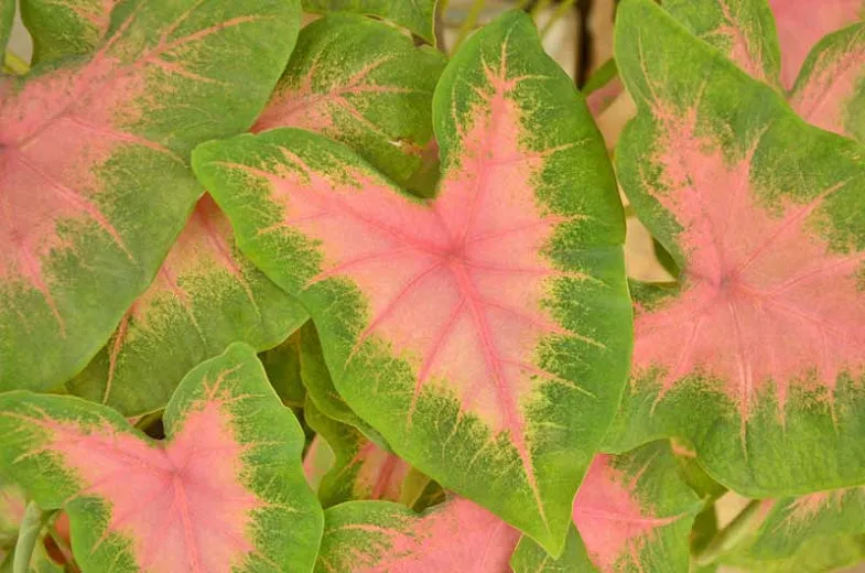 Florissa 'Kathleen' Caladium (Angel Wings) - 1 Bulb/Pkg
