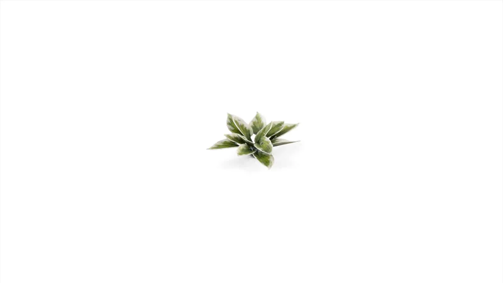 Gamer's Grass Laser Plants - Plantain Lily