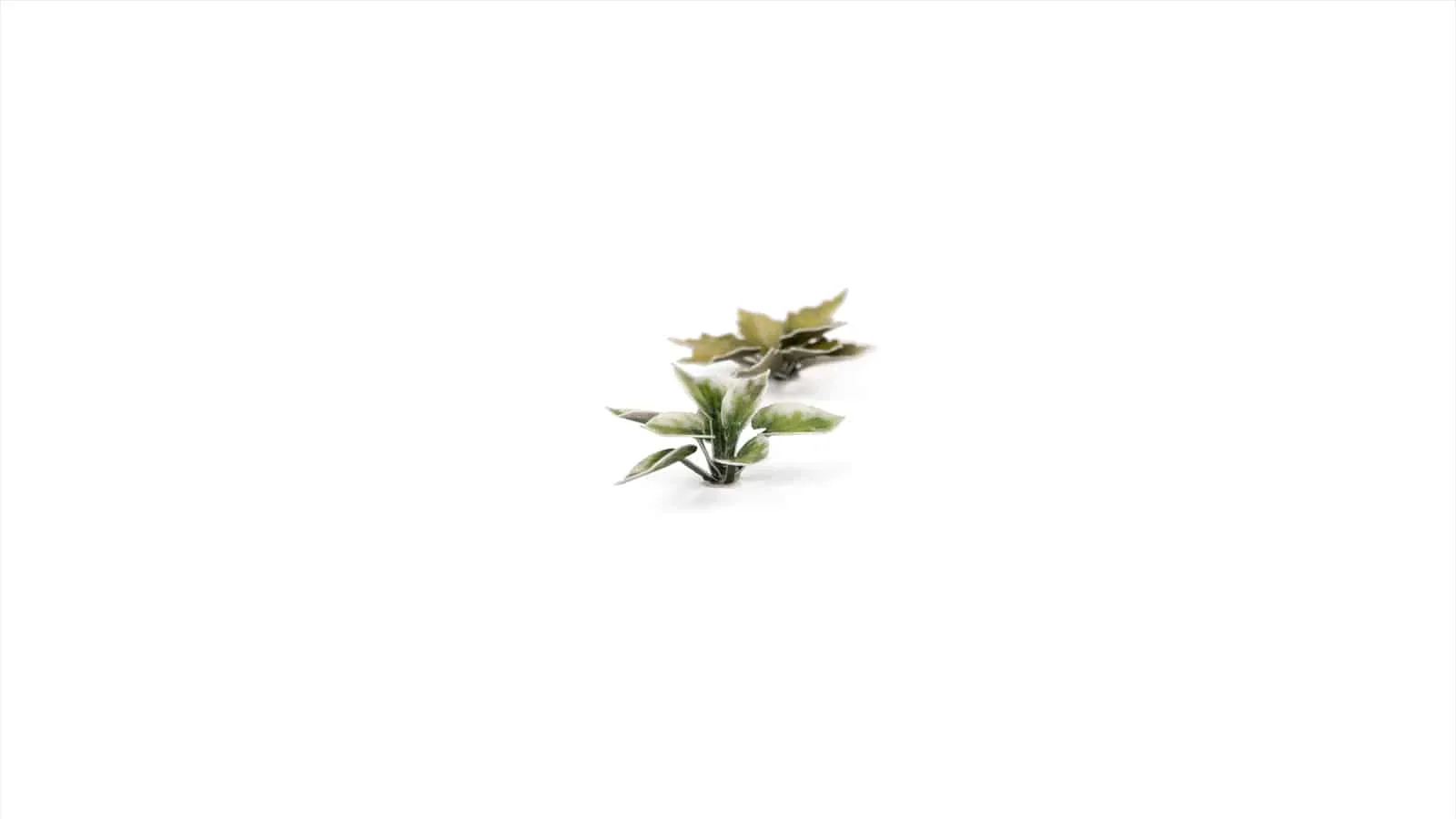 Gamer's Grass Laser Plants - Plantain Lily