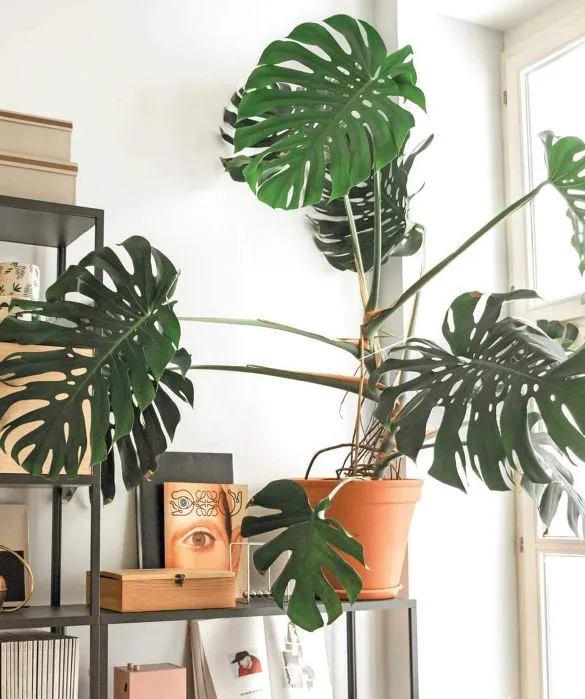 Indoor Jungle