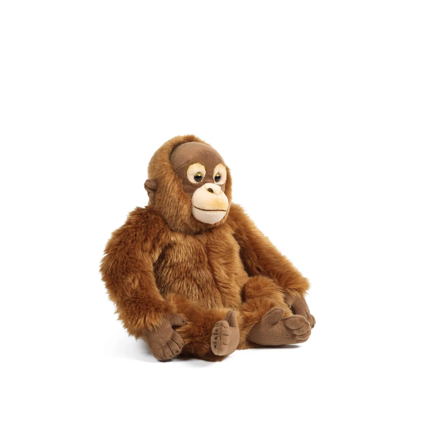 Orangutan