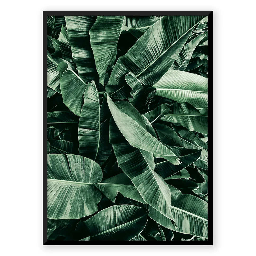 Tropic Jungle