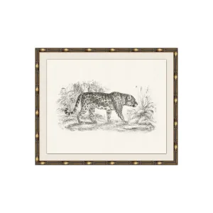 Wild Leopard