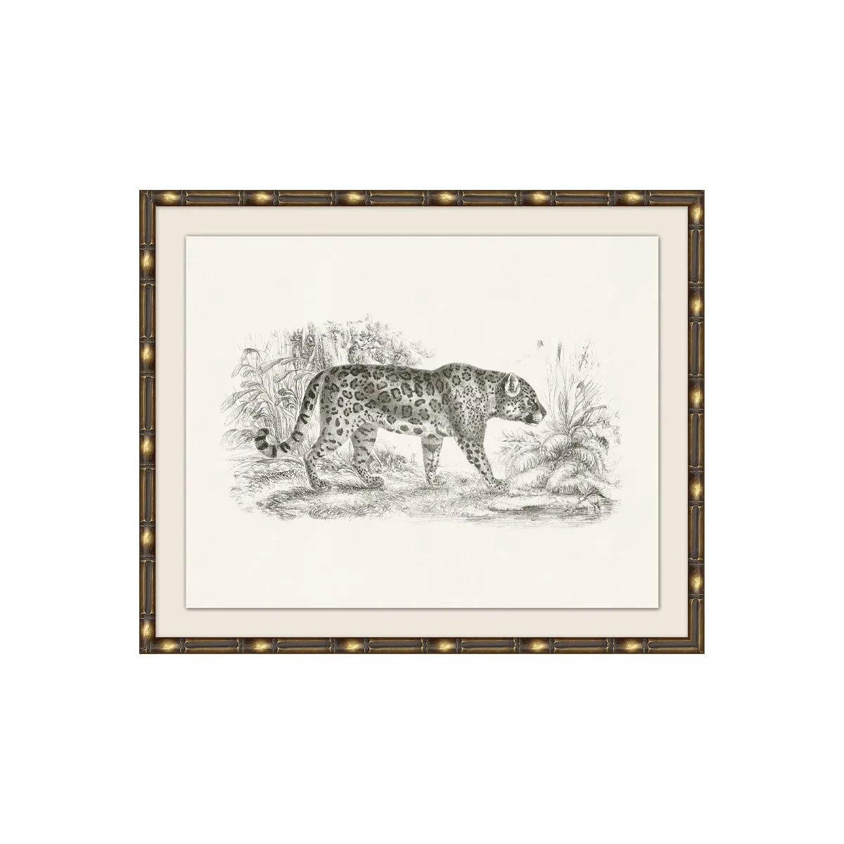 Wild Leopard
