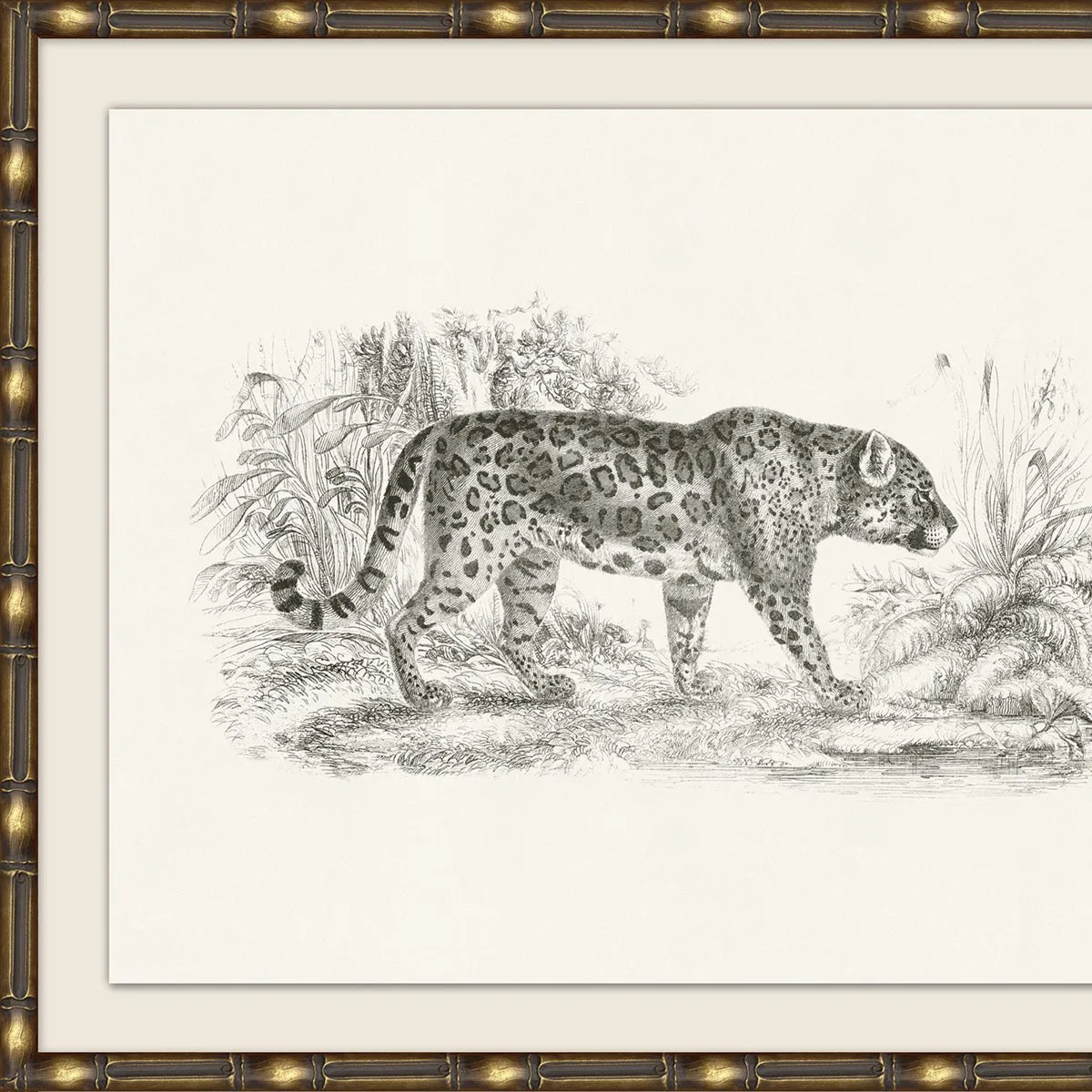 Wild Leopard